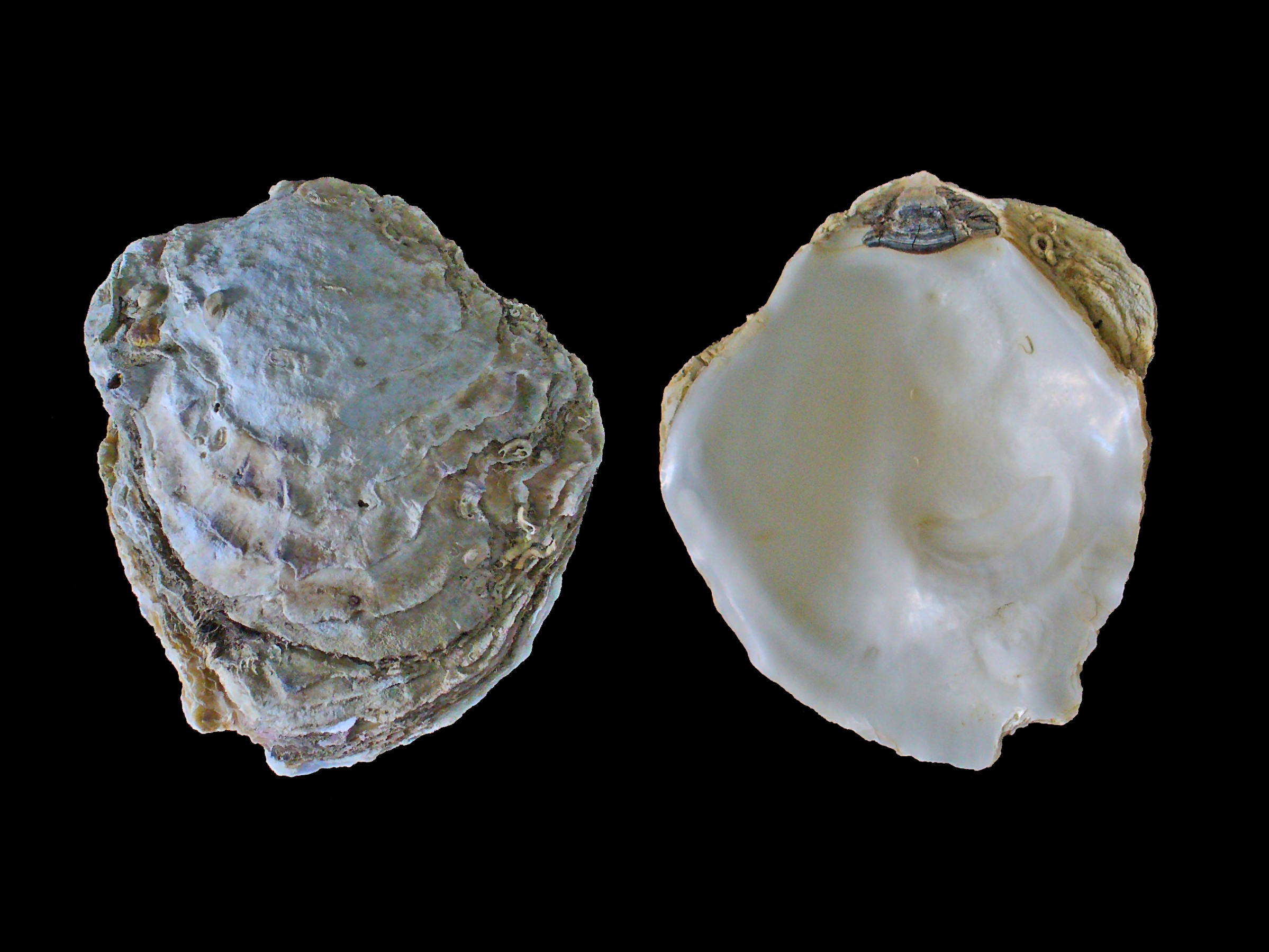 Source-identified European Flat oyster photograph