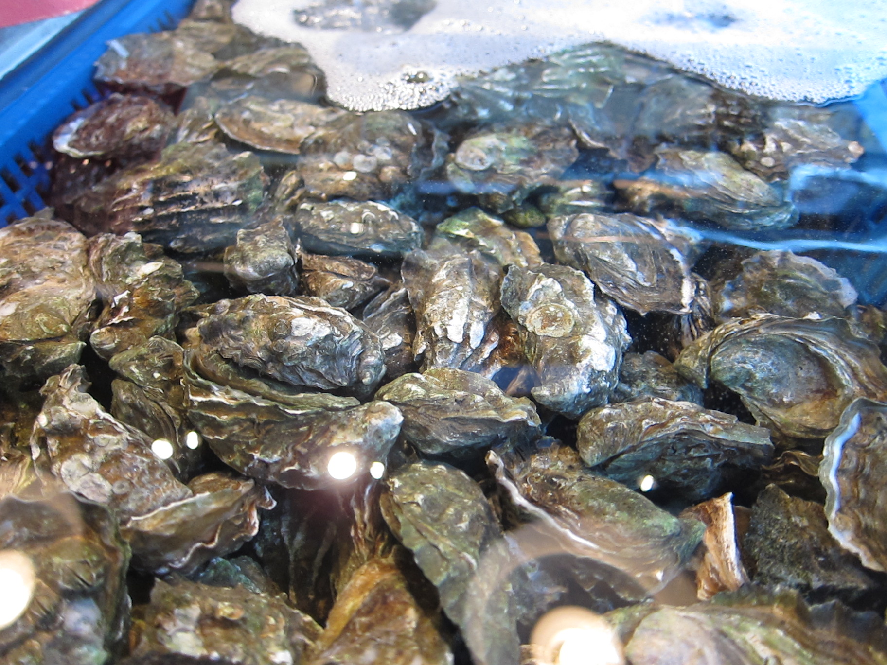 Kumamoto oyster shells at Taylor Shellfish Farms